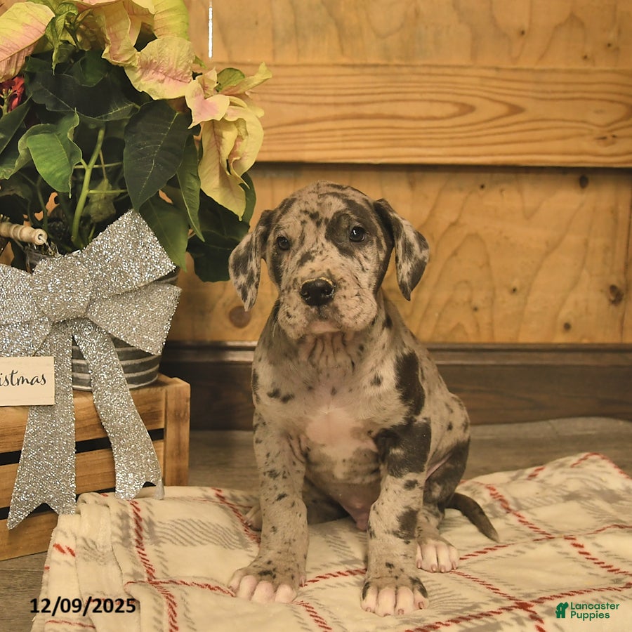 Great Dane dogs Alpha  - Ad 7