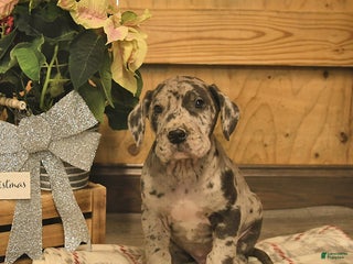 Great Dane dogs Alpha - Ad 28