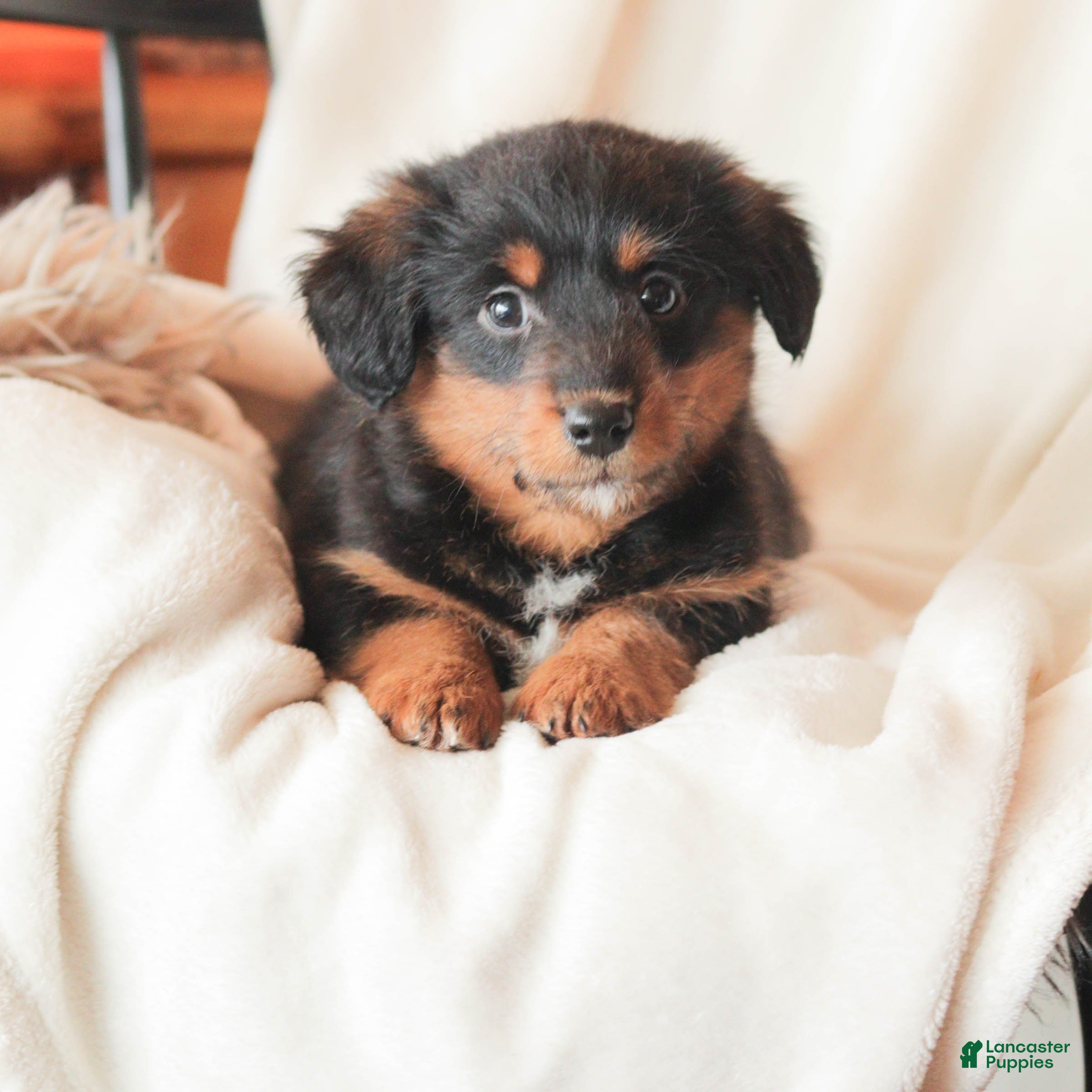 Mixed Breed dogs Nerfie - Ad 3