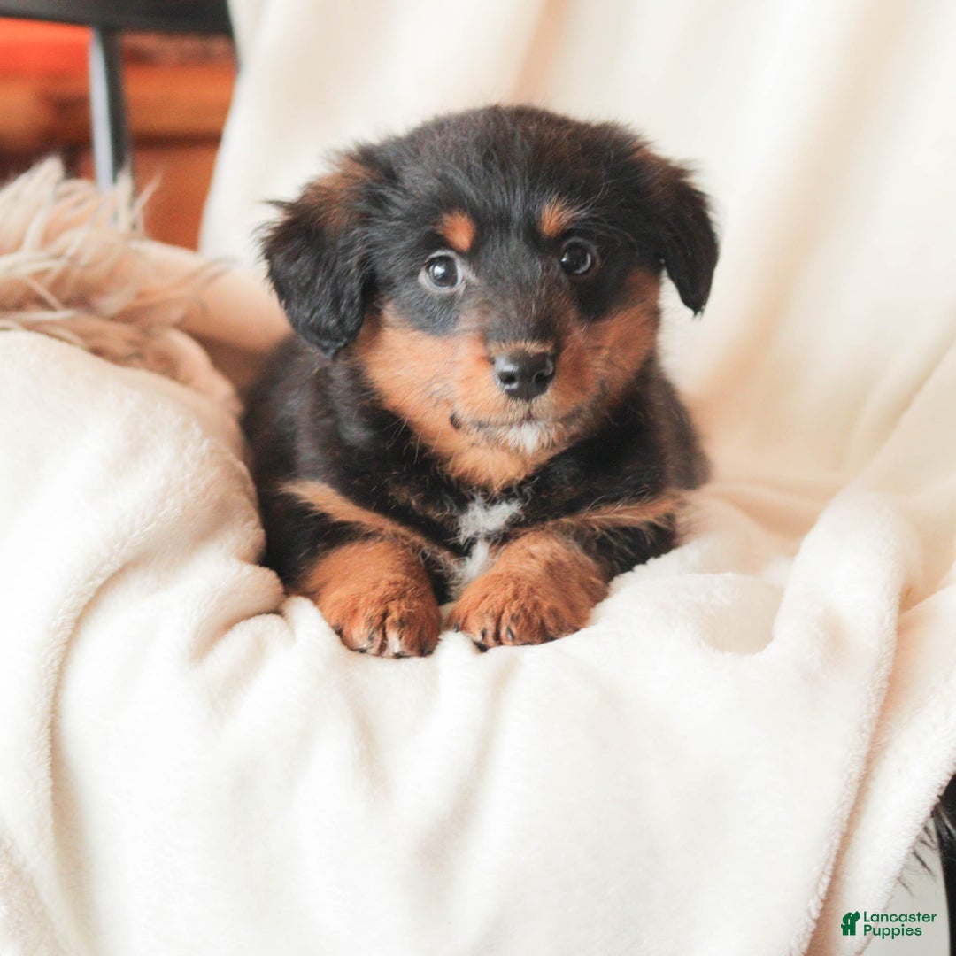 Mixed Breed dogs for sale: Nerfie - Ad 1