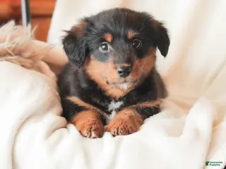 Mixed Breed dogs Nerfie - Ad 2