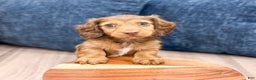 Miniature Dachshund dogs for sale: Cody - Ad 2