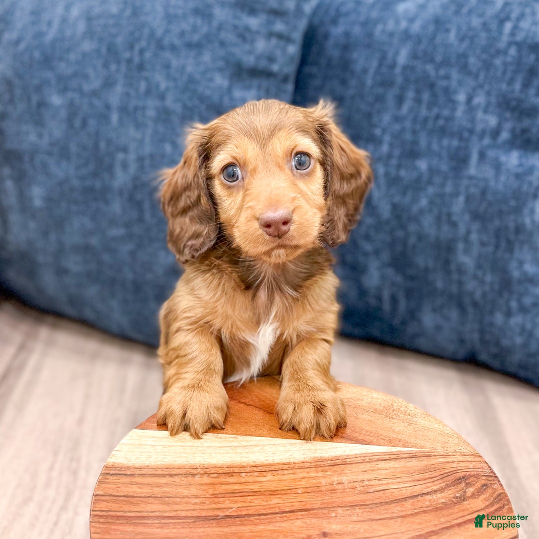 Miniature Dachshund dogs for sale: Cody - Ad 2