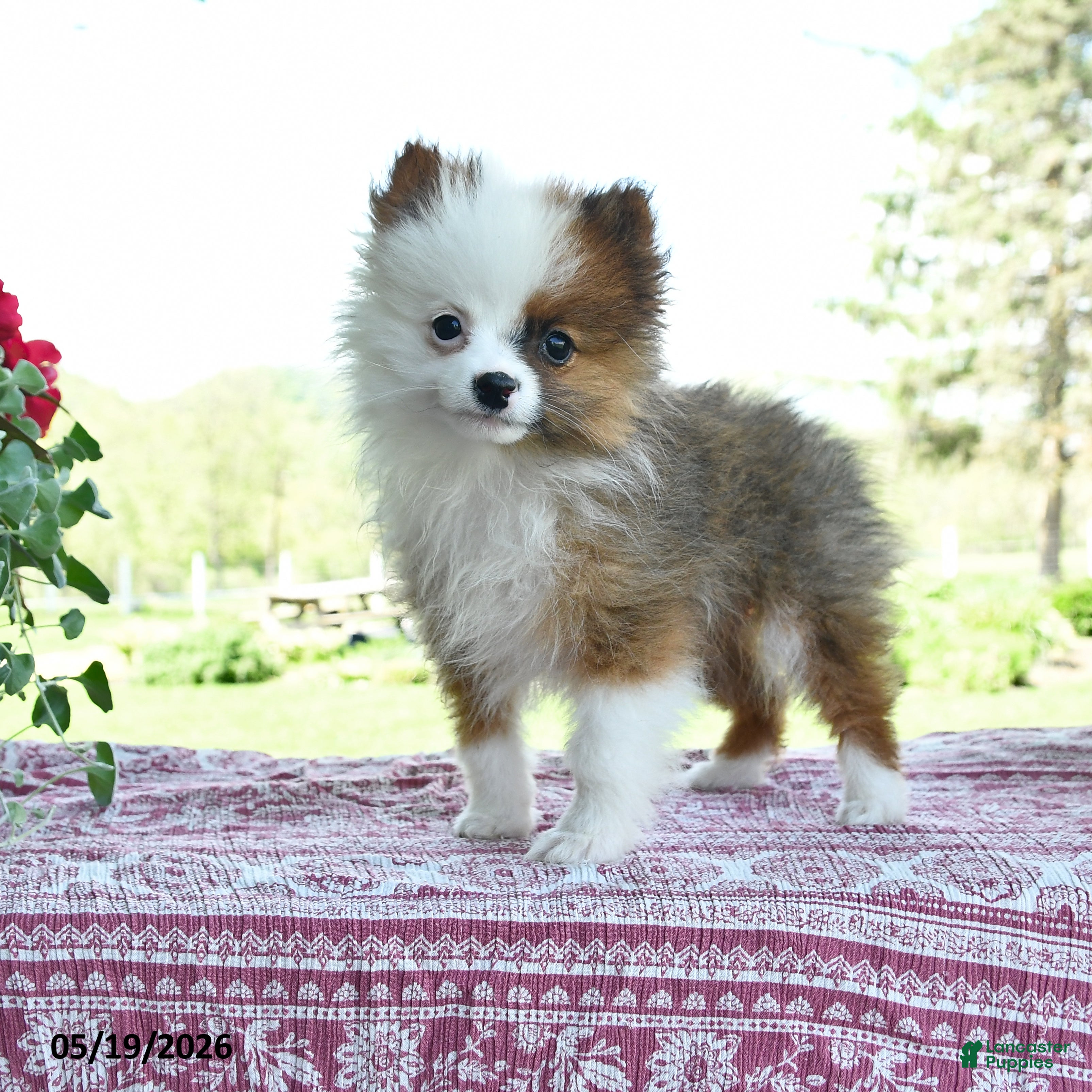 Pomeranian dogs for sale: Patrick - Ad 1