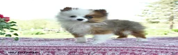 Pomeranian dogs for sale: Patrick - Ad 1