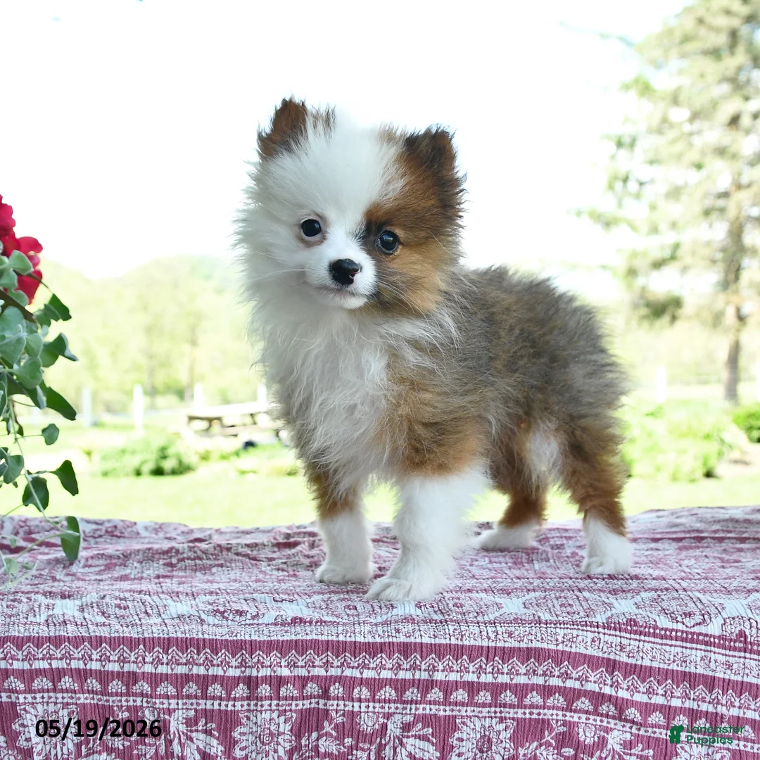 Pomeranian dogs for sale: Patrick - Ad 1