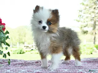 Pomeranian dogs for sale: Patrick - Ad 1