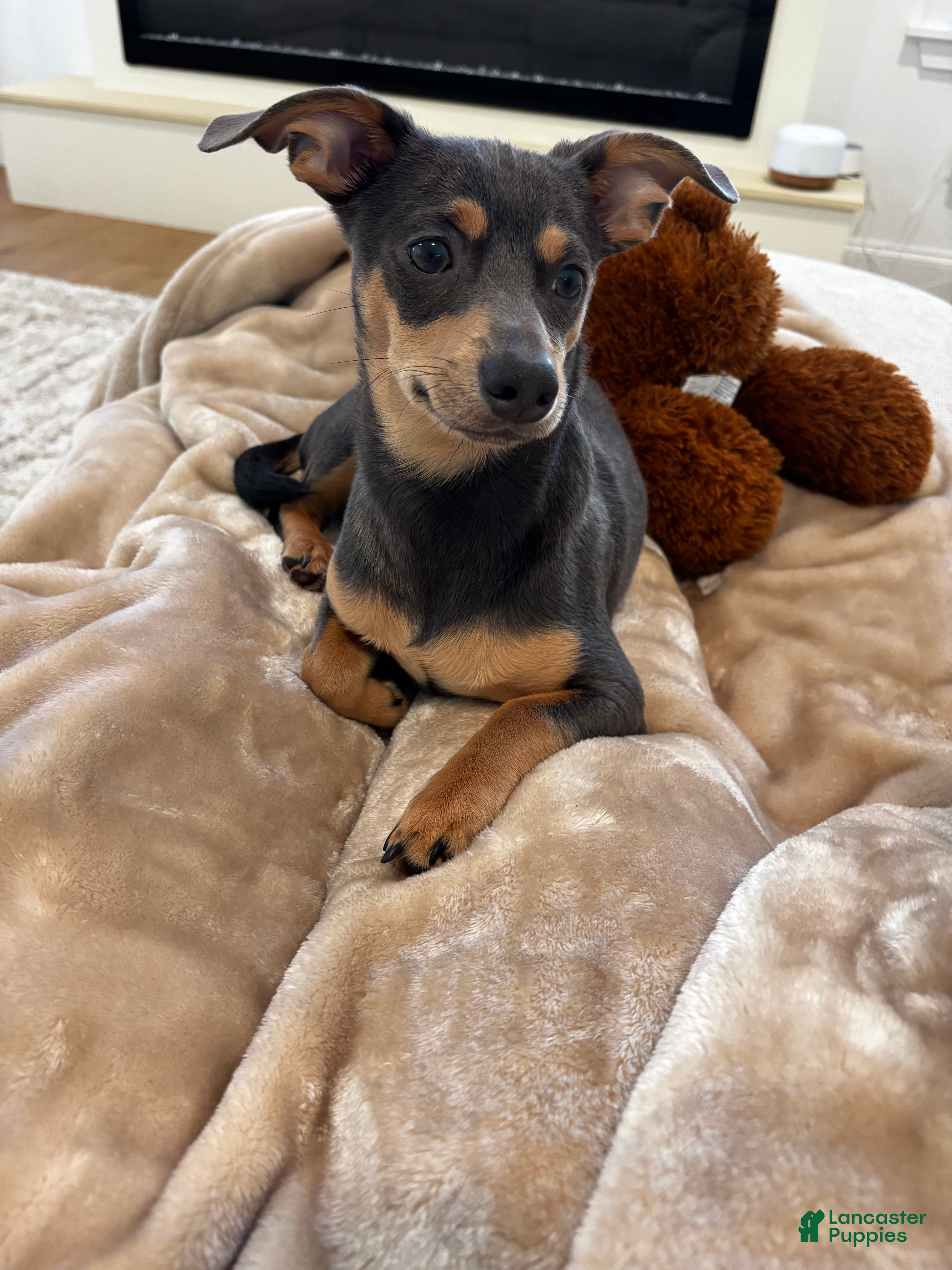 Chiweenie dogs Brownie  - Ad 2