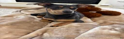 Chiweenie dogs for sale: Brownie  - Ad 2