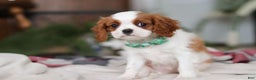 Cavalier King Charles Spaniel dogs for sale: Landon - Ad 4