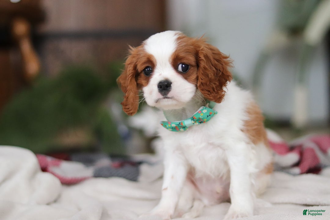 Cavalier King Charles Spaniel dogs for sale: Landon - Ad 4
