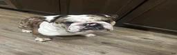 English Bulldog dogs for sale: Debo - Ad 3