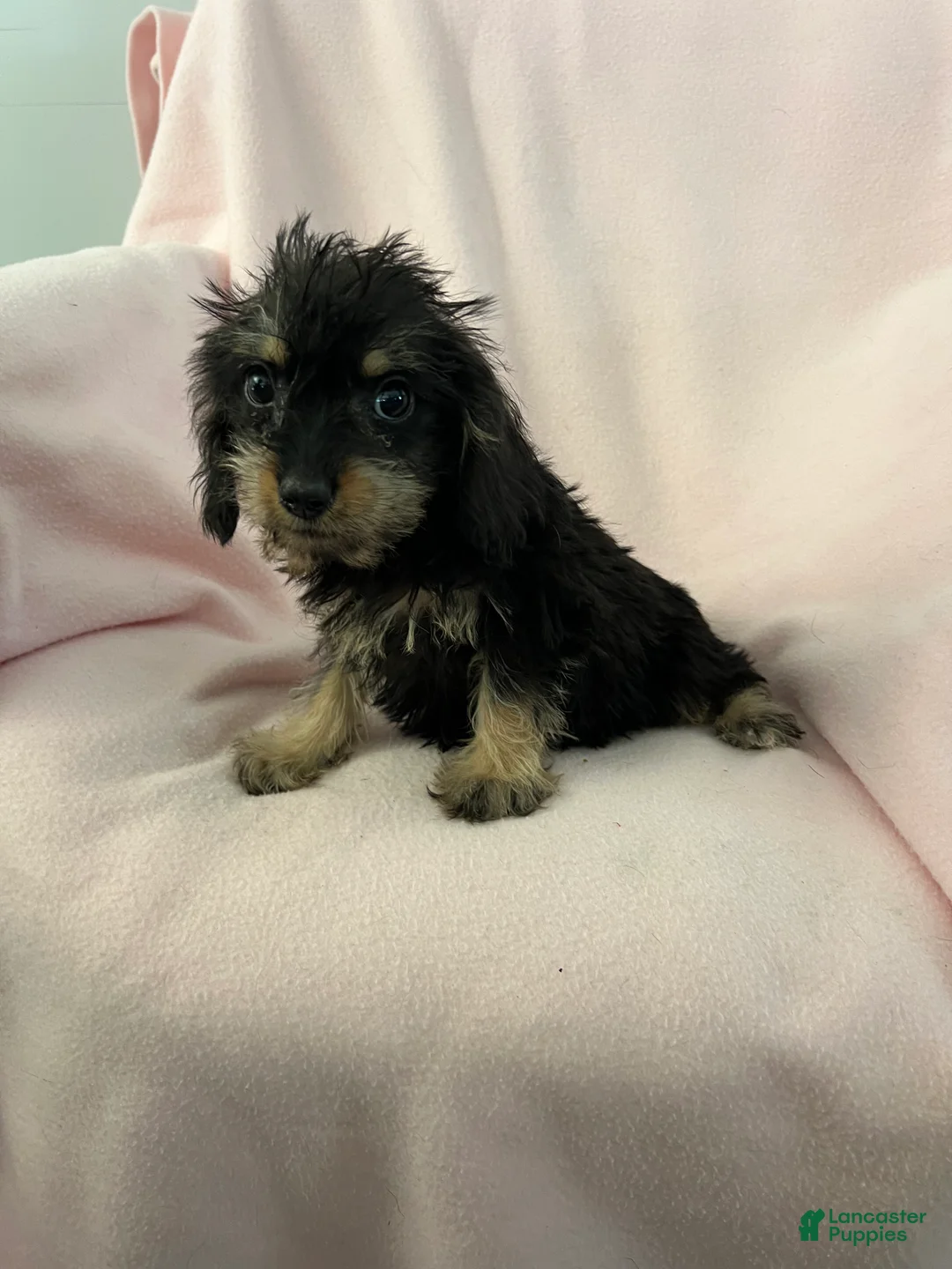 Mixed Breed dogs for sale: Danny Boy-Cava-Yorkie - Ad 2