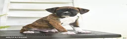 Boxer dogs for sale: Buck - Ad 1