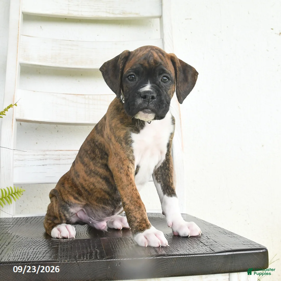 Boxer dogs for sale: Buck - Ad 1