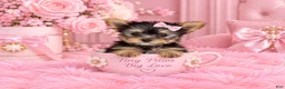 Yorkshire Terrier dogs for sale: Teacup Yorkshire Terrier 1 - Ad 1