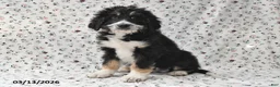 Bernedoodle dogs for sale: Boomer - Ad 4