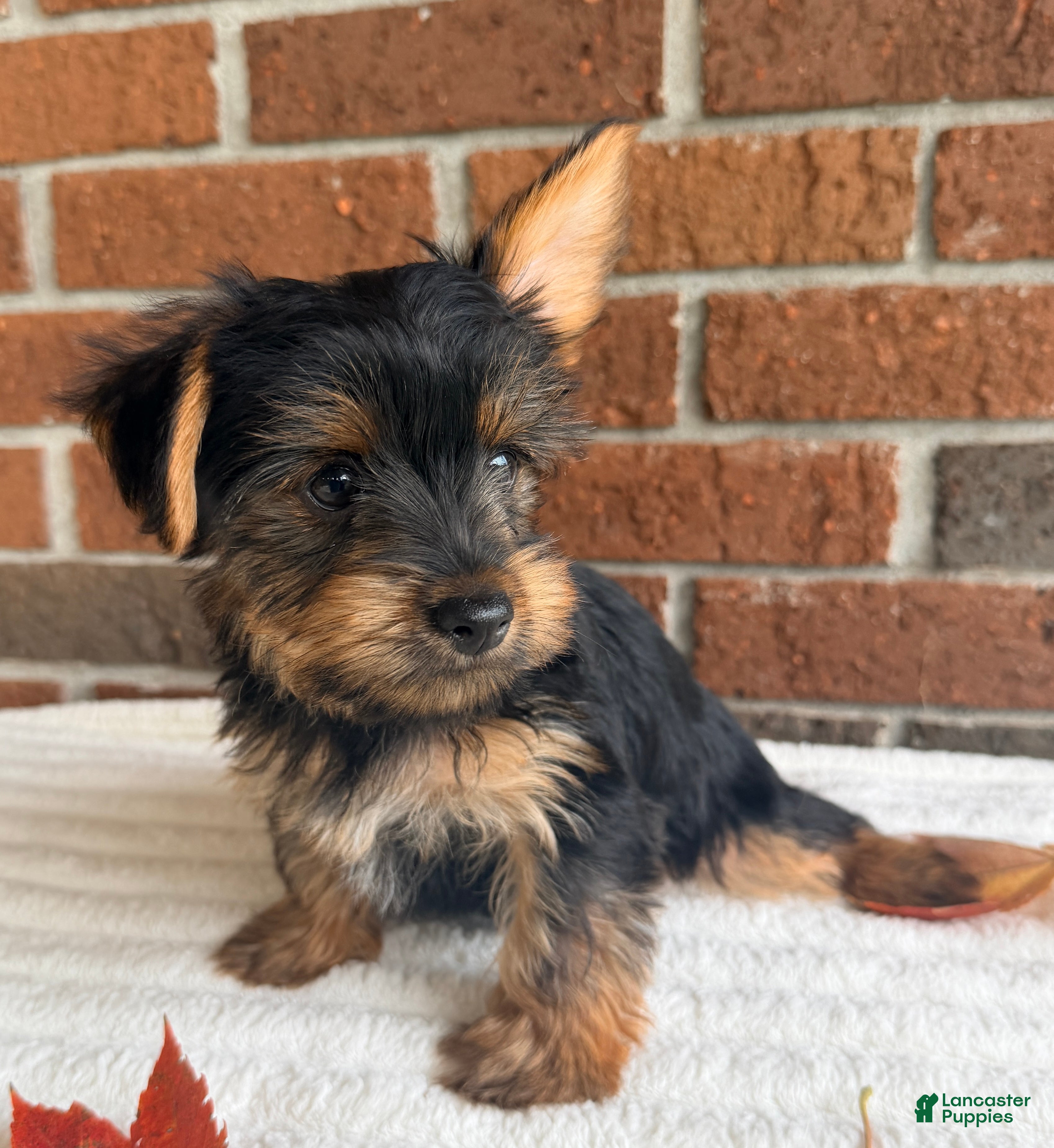 Yorkshire Terrier dogs for sale: Autumn - Ad 2