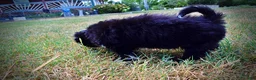 Havapoo dogs for sale: Kudos - Ad 19