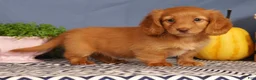 Miniature Dachshund dogs for sale: Johnny - Ad 6