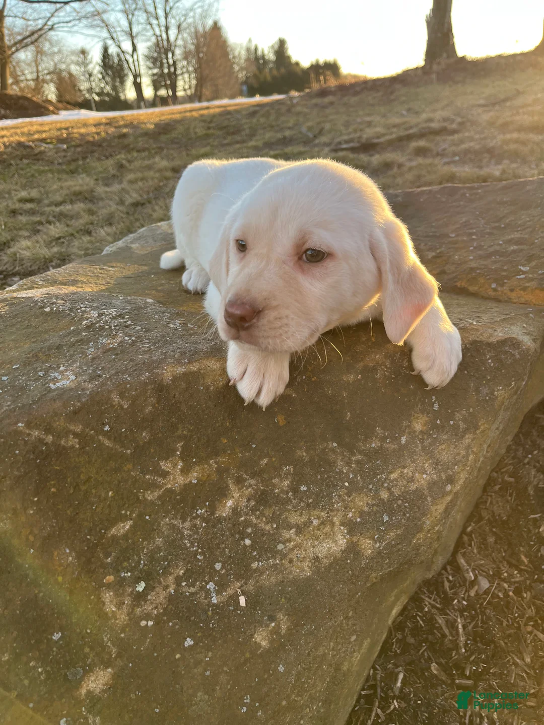 Labrador Retriever dogs for sale: Honey  - Ad 1