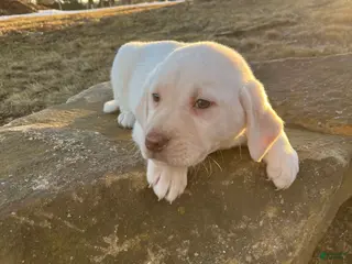 Labrador Retriever dogs Honey - Ad 38