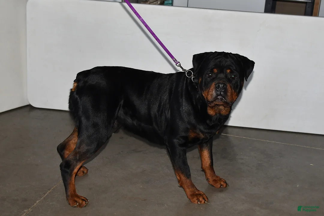 Rottweiler dogs for sale: Sarge - Ad 7