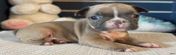 French Bulldog dogs for sale: Alex - Ad 27