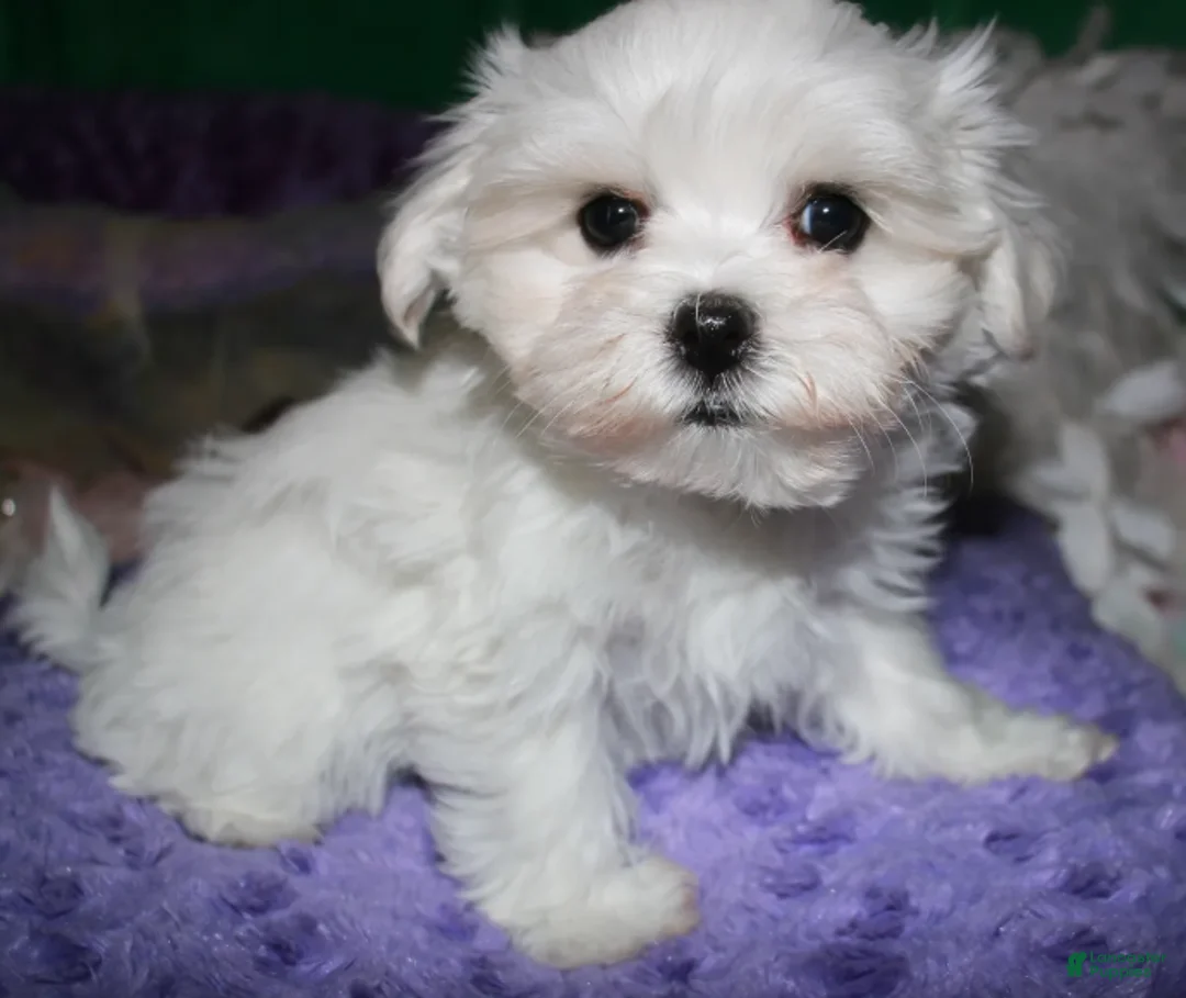 Maltese dogs for sale: Archie  - Ad 14