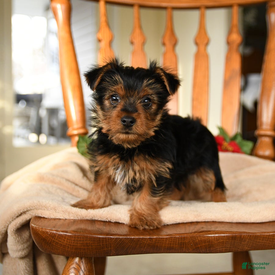 Yorkshire Terrier dogs Midnight - Ad 2