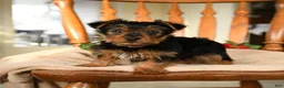 Yorkshire Terrier dogs for sale: Midnight - Ad 2