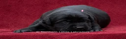 Labrador Retriever dogs for sale: Nico - Ad 3