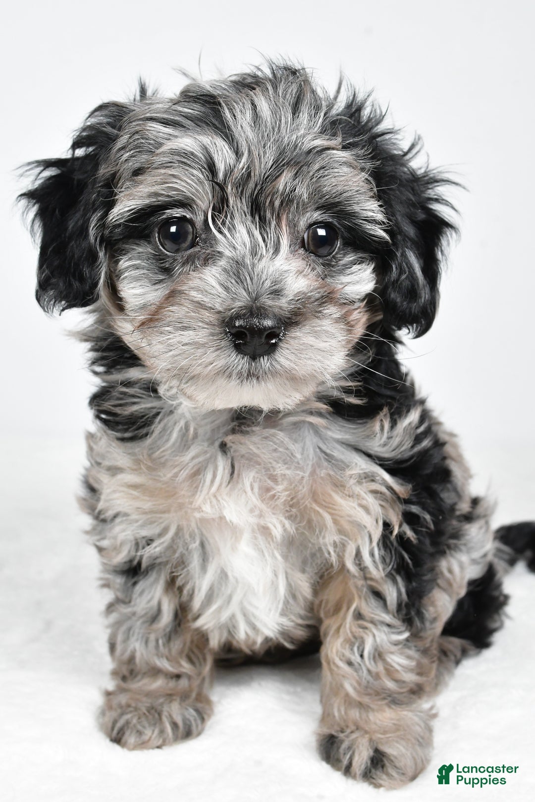 Yorkiepoo dogs for sale: Jingle - Ad 7