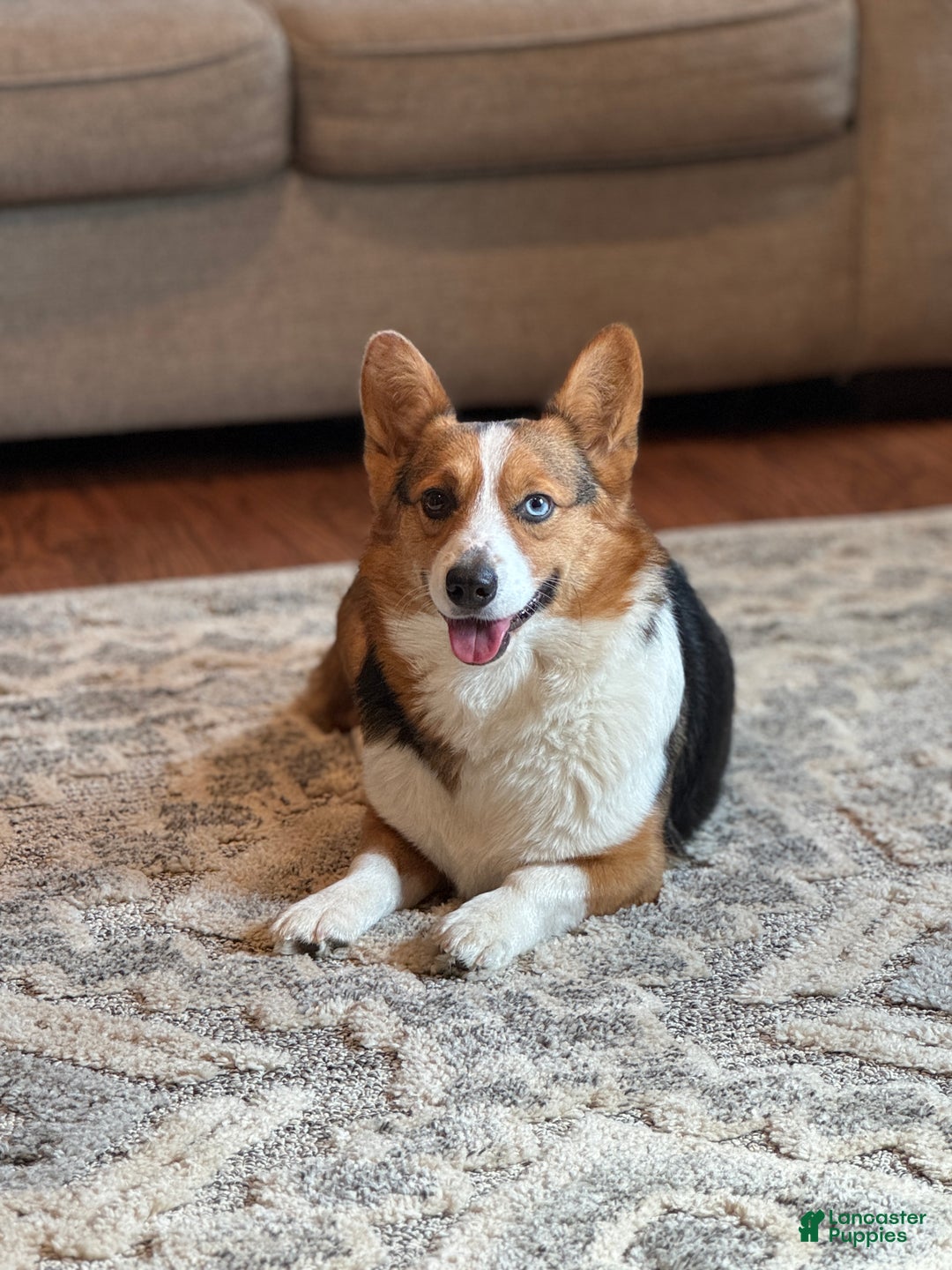 Mixed Breed dogs for sale: Woody - Ad 3