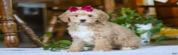 Miniature Poodle dogs for sale: Chloe - Ad 4