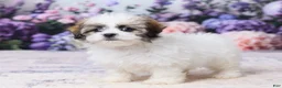 Teddy Bear dogs for sale: Sadie - Ad 5