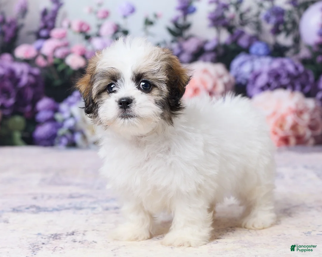 Teddy Bear dogs for sale: Sadie - Ad 5