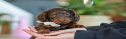 Miniature Dachshund dogs for sale: Skye - Ad 16