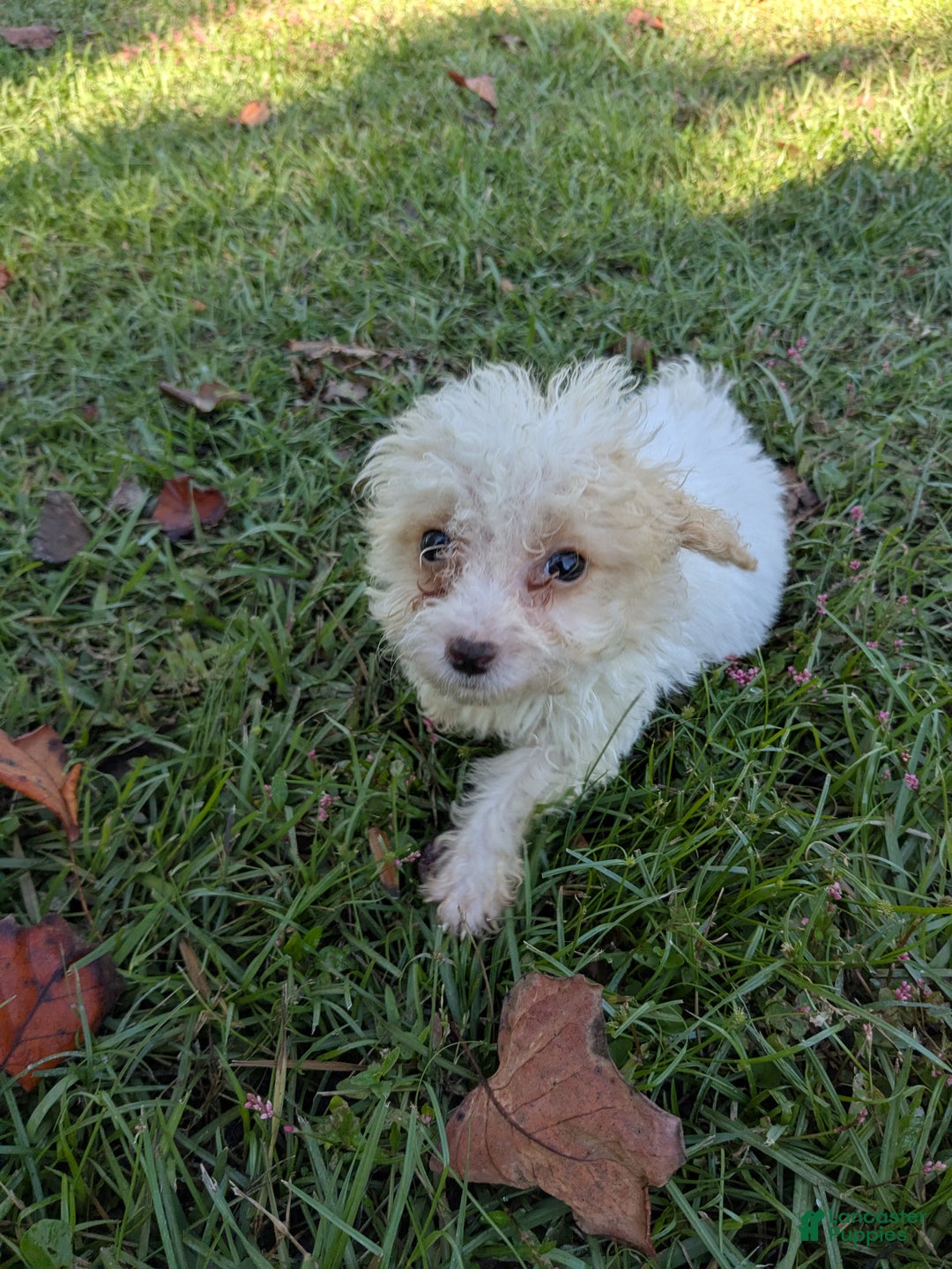 Toy Poodle dogs for sale: Toy Poodle Puppy 3 - Ad 1
