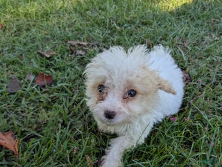 Toy Poodle dogs Toy Poodle Puppy 3 - Ad 17