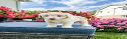 Cavapoo dogs for sale: Beau - Ad 3