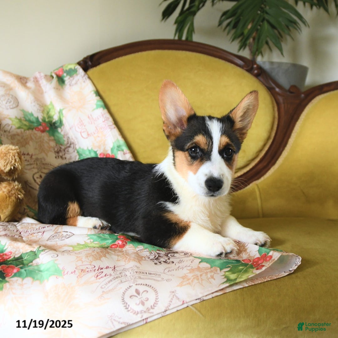 Welsh Corgi Pembroke dogs for sale: Nellie - Ad 10