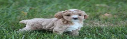 Bichpoo dogs for sale: Addie - Ad 4