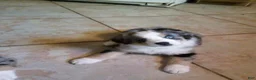 Australian Shepherd dogs for sale: rodeo - Ad 1