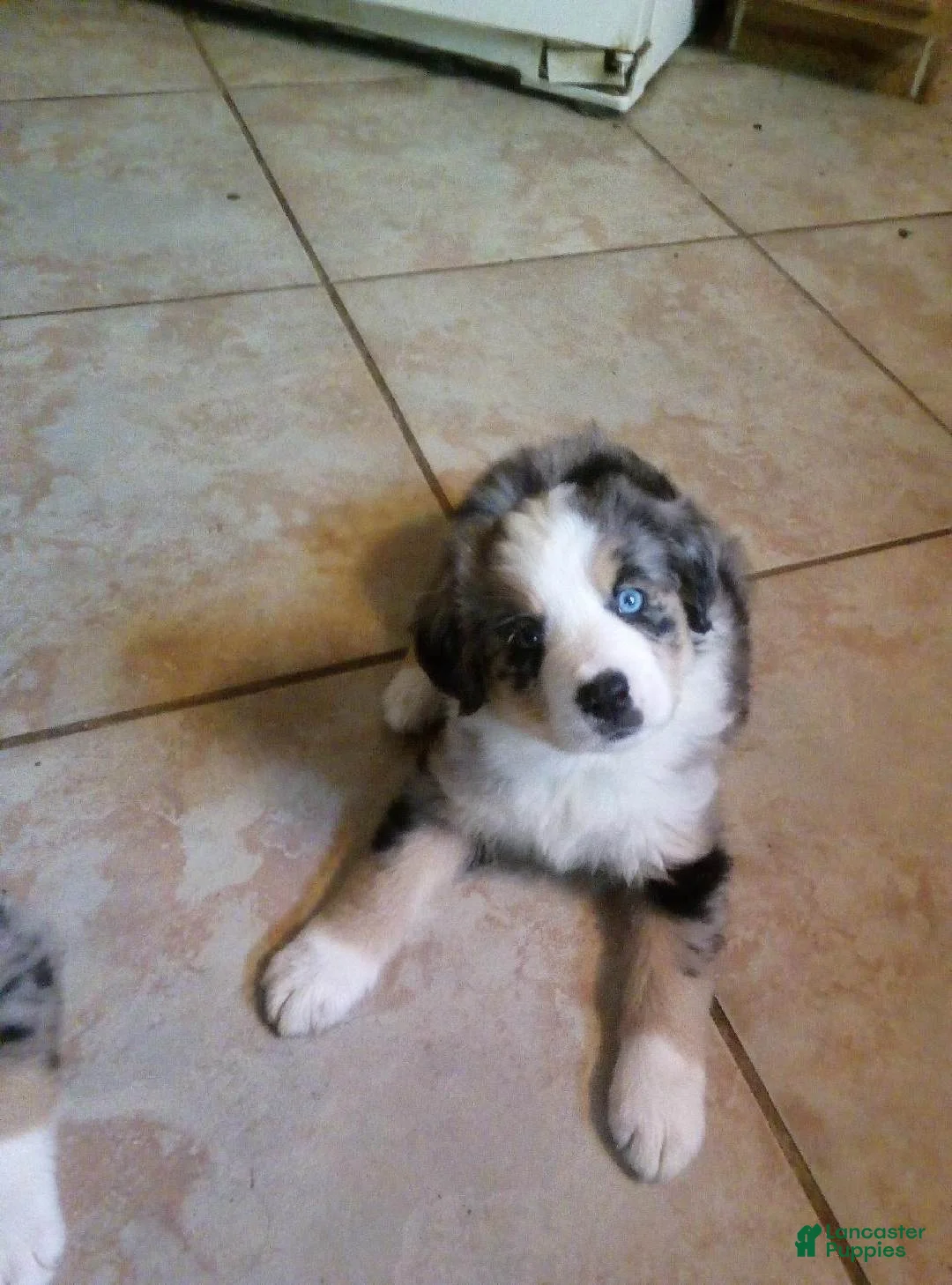 Australian Shepherd dogs for sale: rodeo - Ad 1