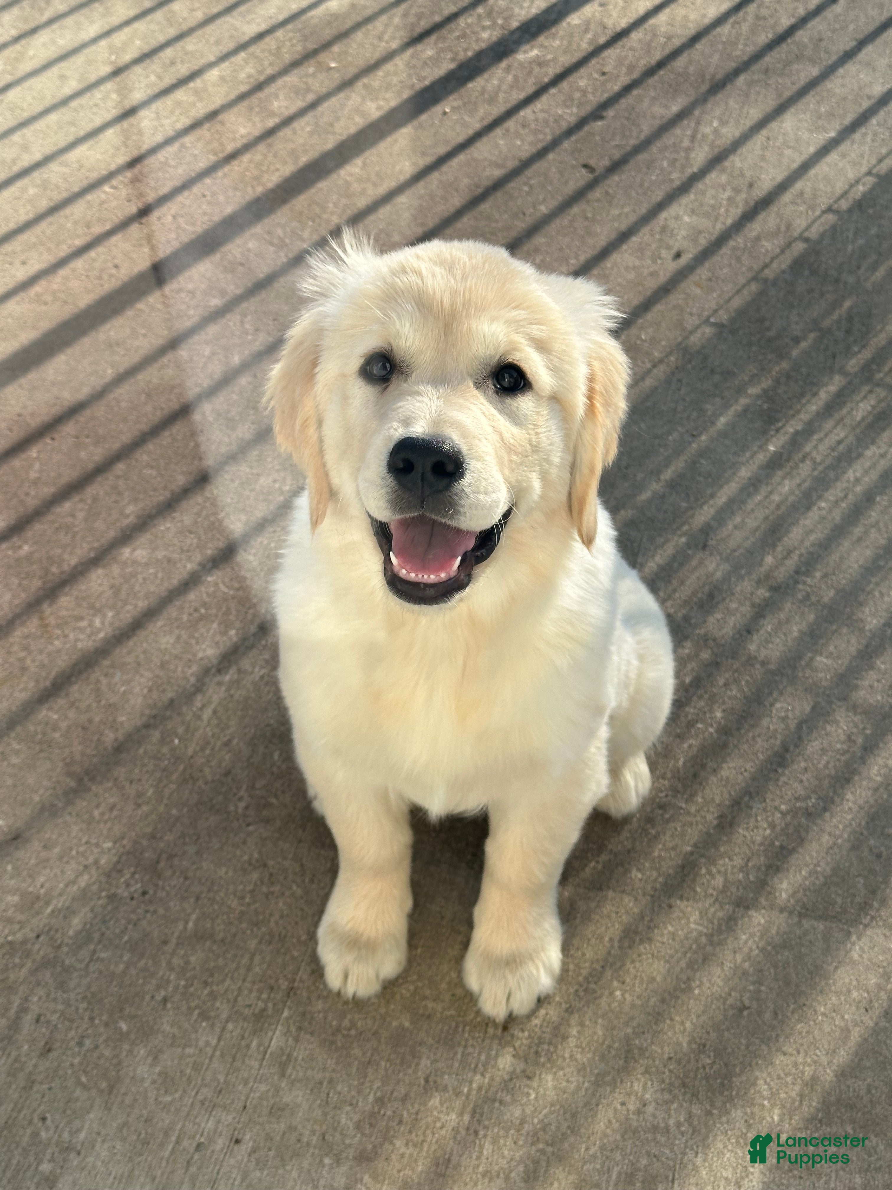 Golden Retriever dogs Golden Retriever Puppy 1 - Ad 2