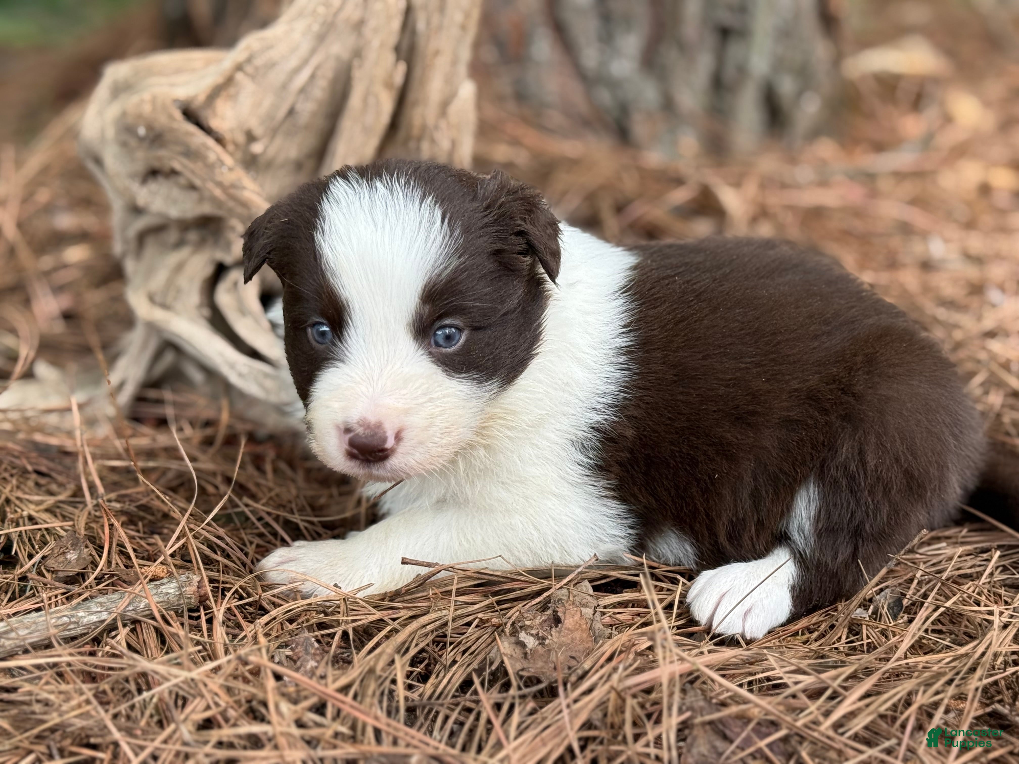 Border Collie dogs Red male - Ad 13