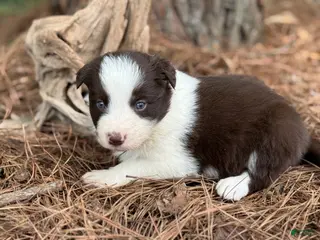 Border Collie dogs Red male - Ad 13