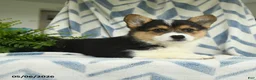 Welsh Corgi Pembroke dogs for sale: Roman - Ad 2