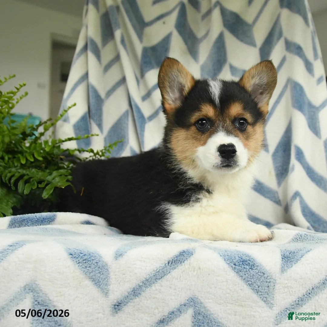 Welsh Corgi Pembroke dogs for sale: Roman - Ad 2